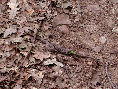 Vipera aspis che preda lucertola campestre